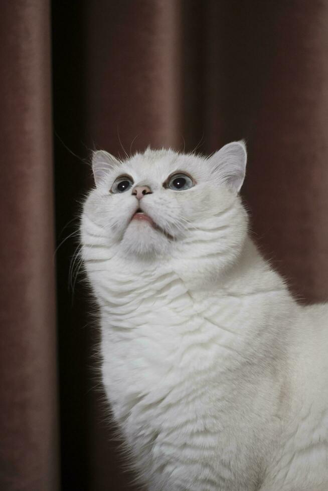 portrait of a white cat photo