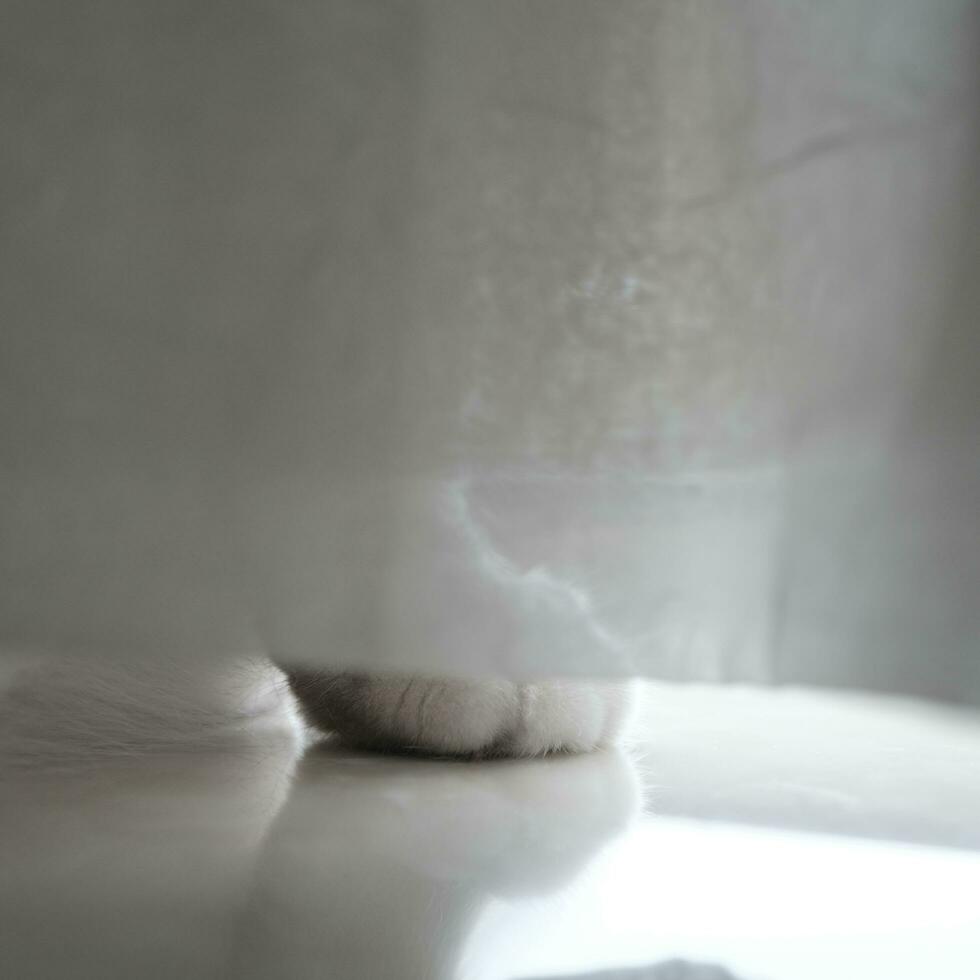 white cat feets on the floor photo