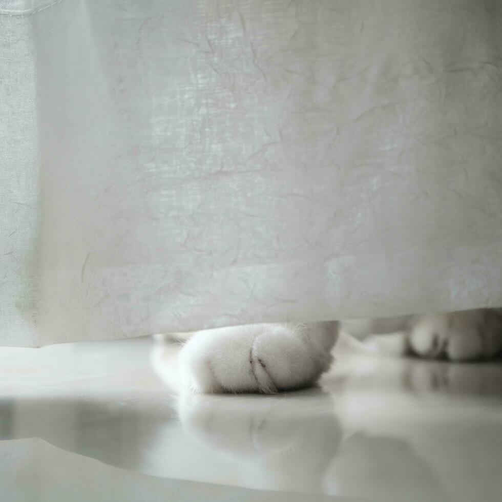 white cat feets on the floor photo