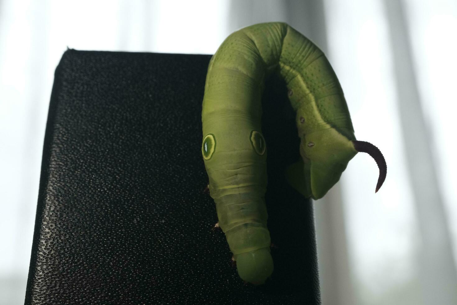 green caterpillar on a leaf photo