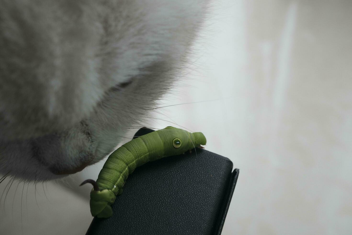 close up of a cat with a caterpillar on a white background photo