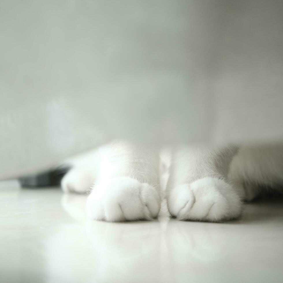 white cat feets on the floor photo