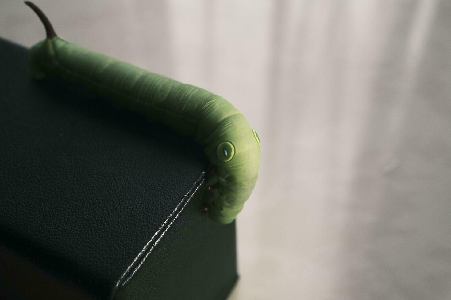 green caterpillar on a leaf photo