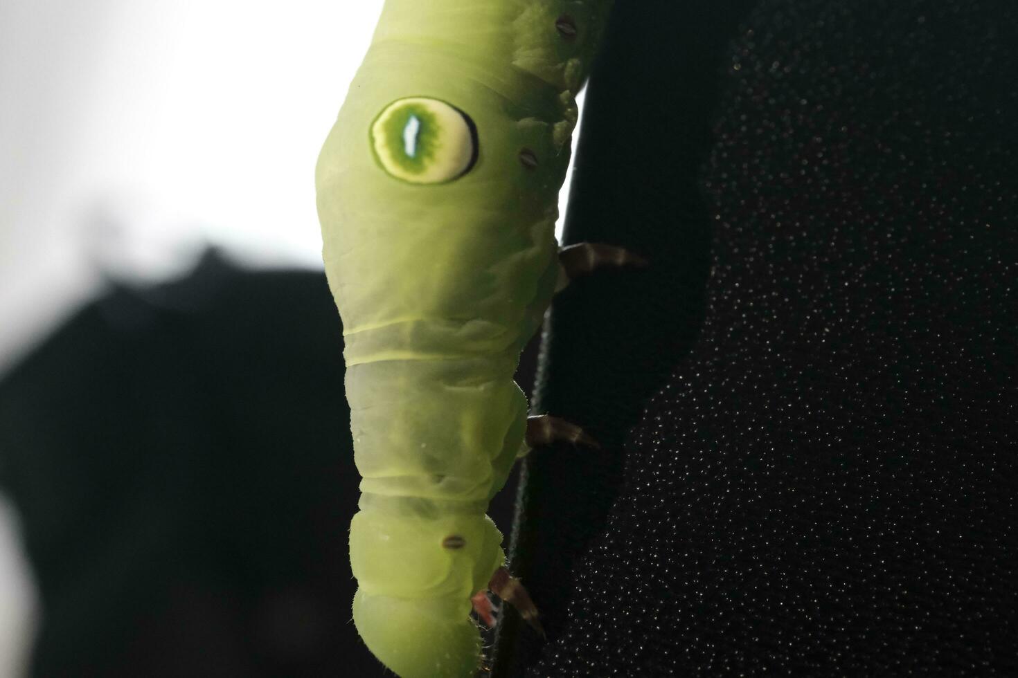 green caterpillar on a leaf photo
