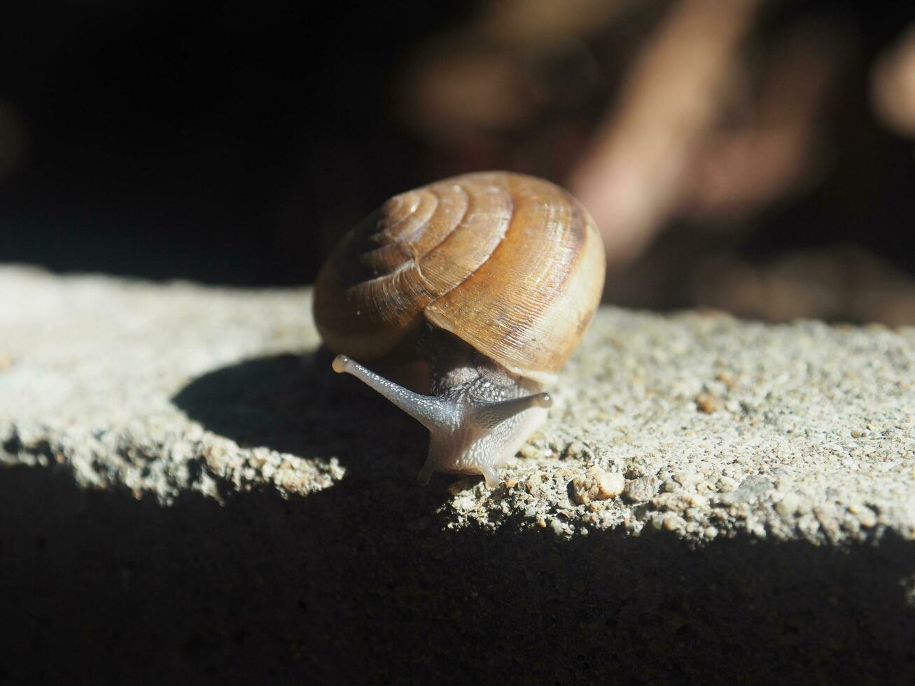 snail slow moving on rock with bokeh background photo