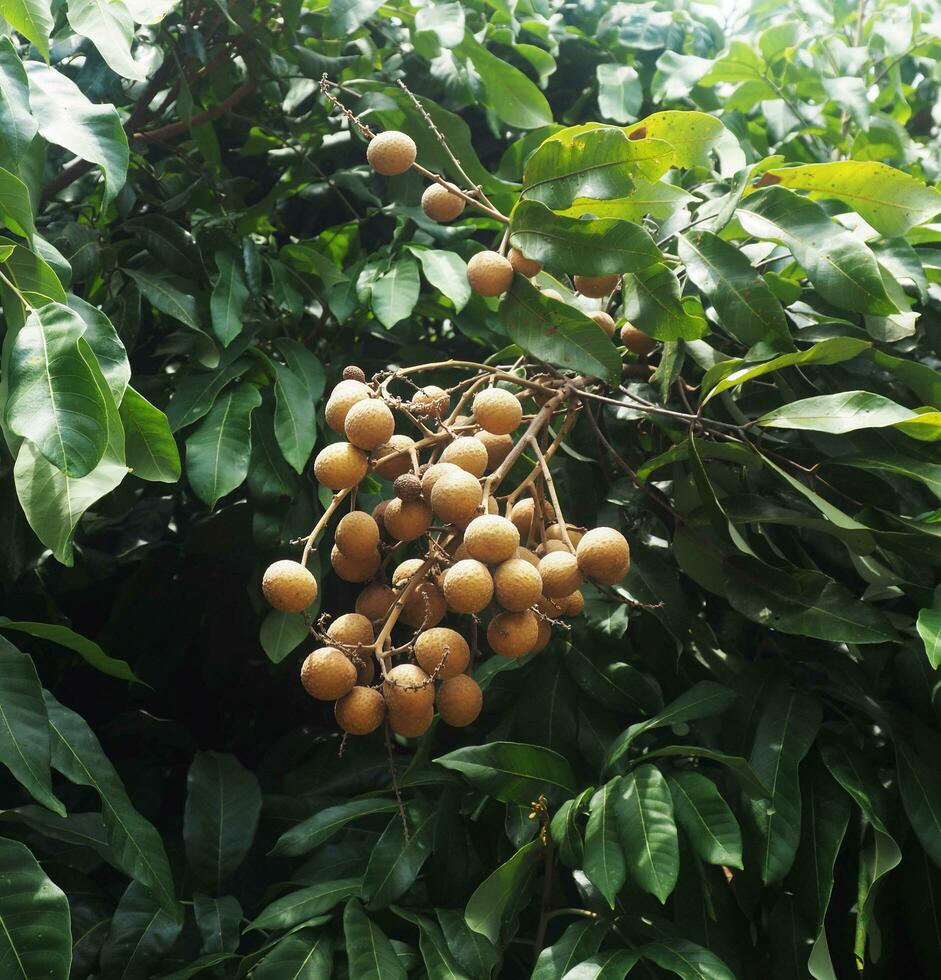 Thai longan fruits on tree northern of Thailand Lamphun locate for plantation photo