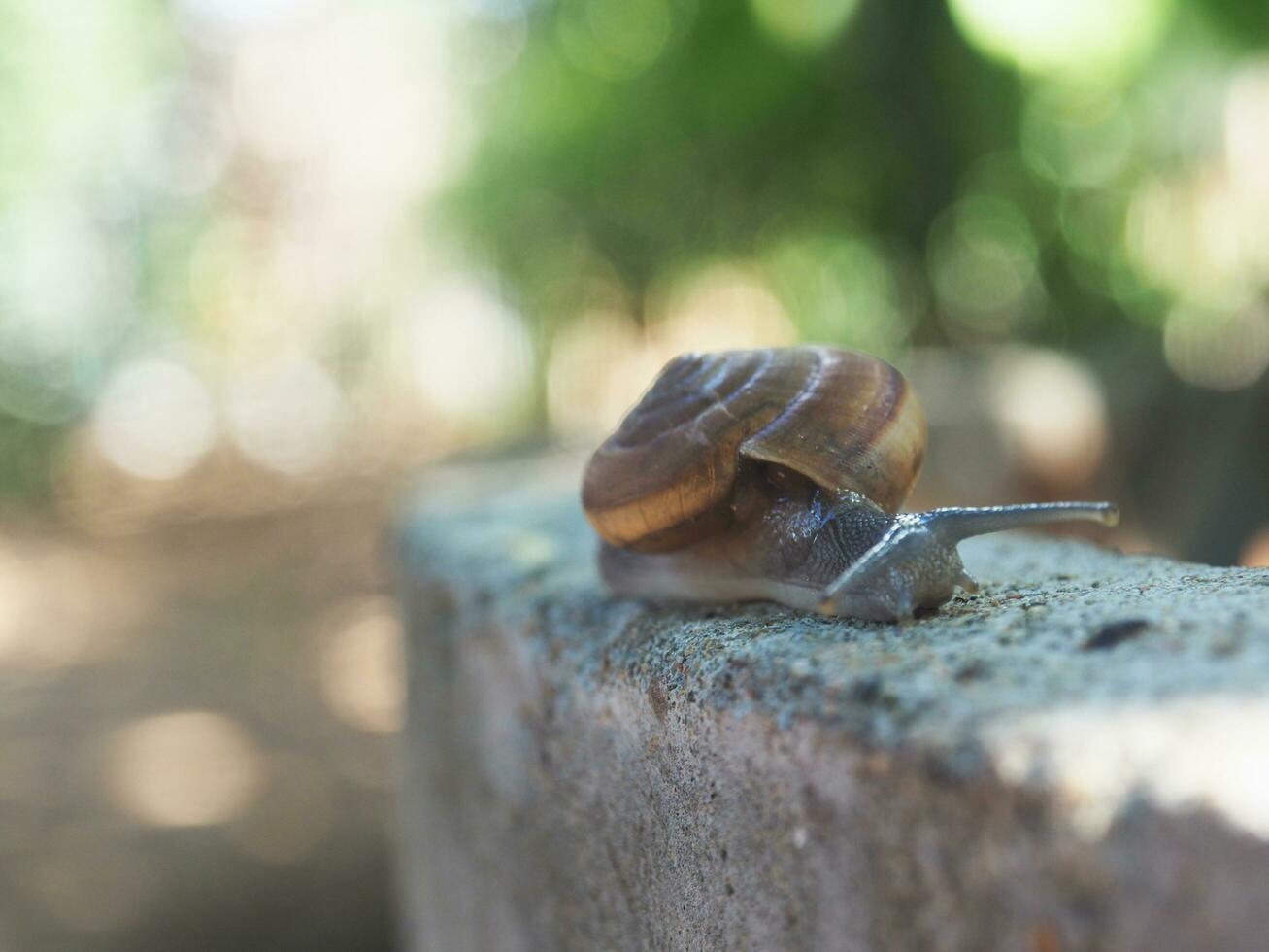 snail slow moving on rock with bokeh background photo