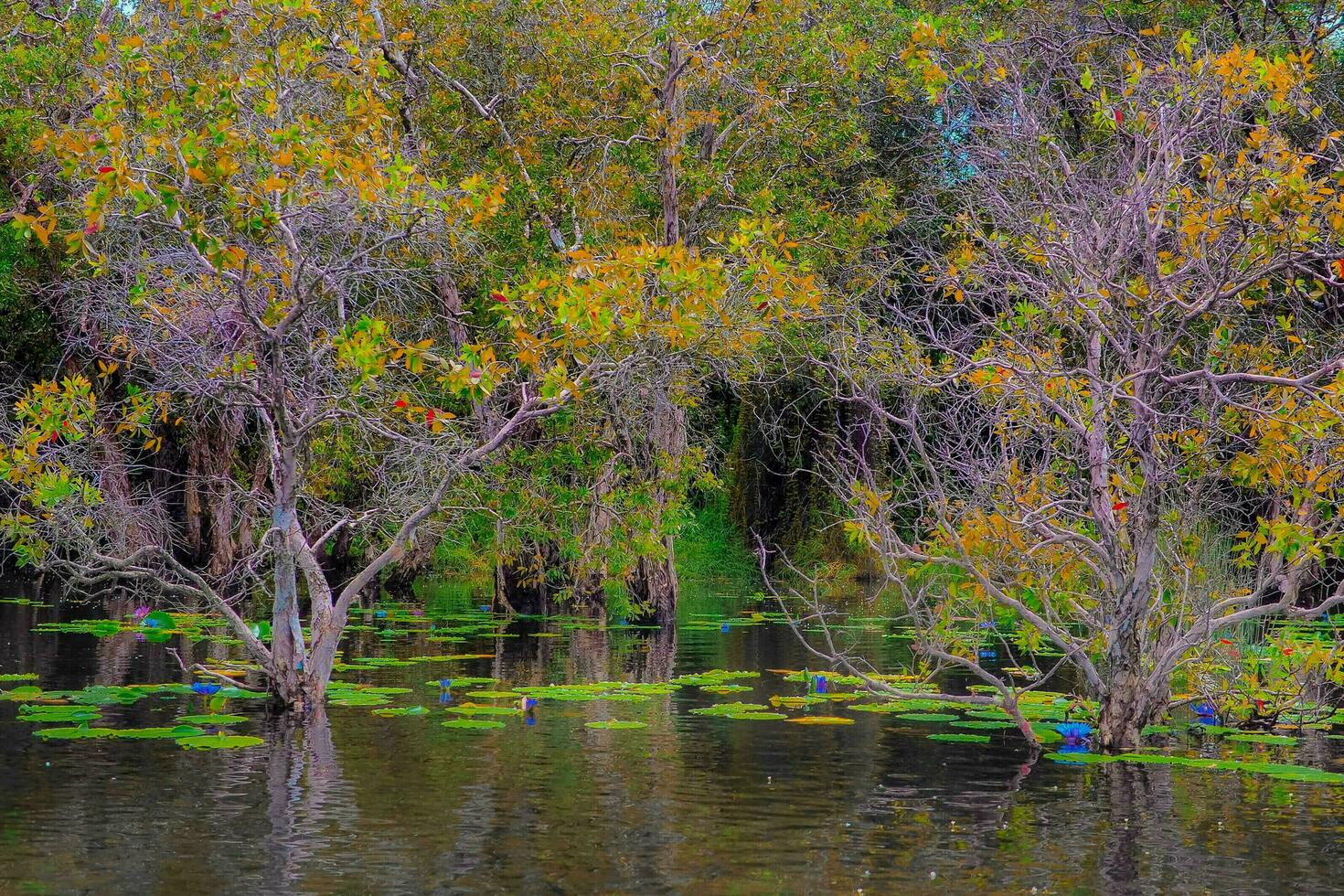 Thailand's Rayong Botanical Garden is a mangrove forest with lovely trees that reflect on the nearby lake. photo