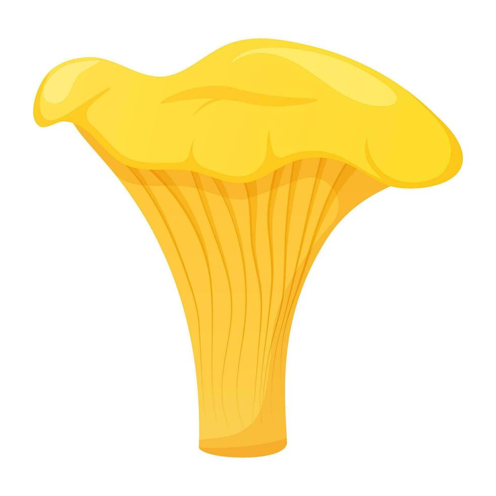 Chanterelle on white background, forest mushroom vector illustration