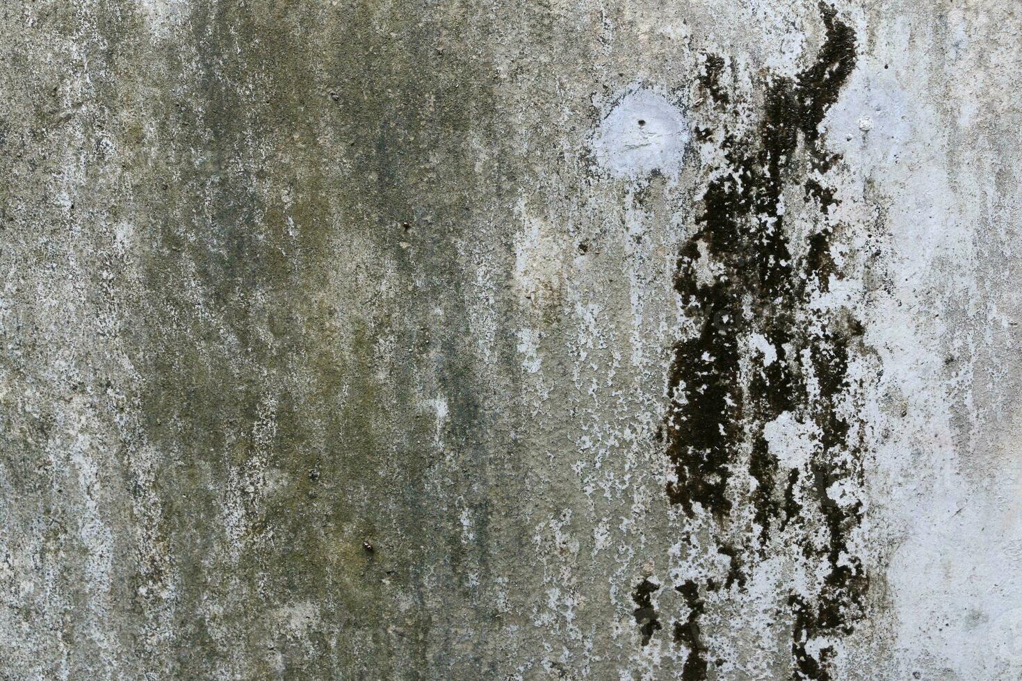Empty very old brick wall Texture, Leaves lichen algae Moss tree at wall Cracked sesame , at temple historic archaeological site. selective focus photo