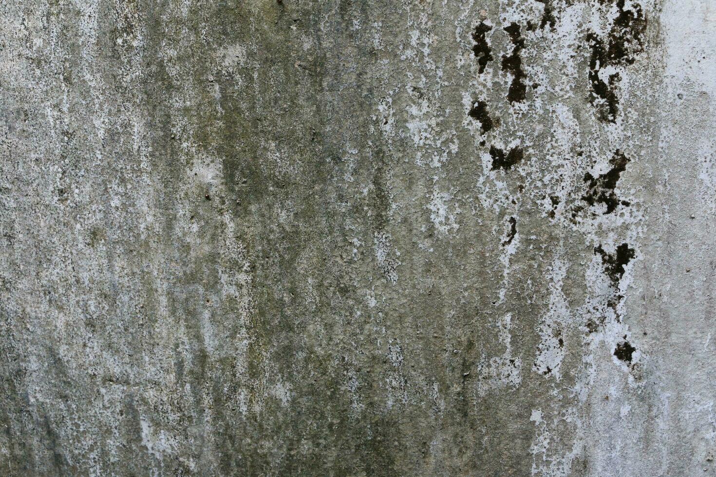 Empty very old brick wall Texture, Leaves lichen algae Moss tree at wall Cracked sesame , at temple historic archaeological site. selective focus photo