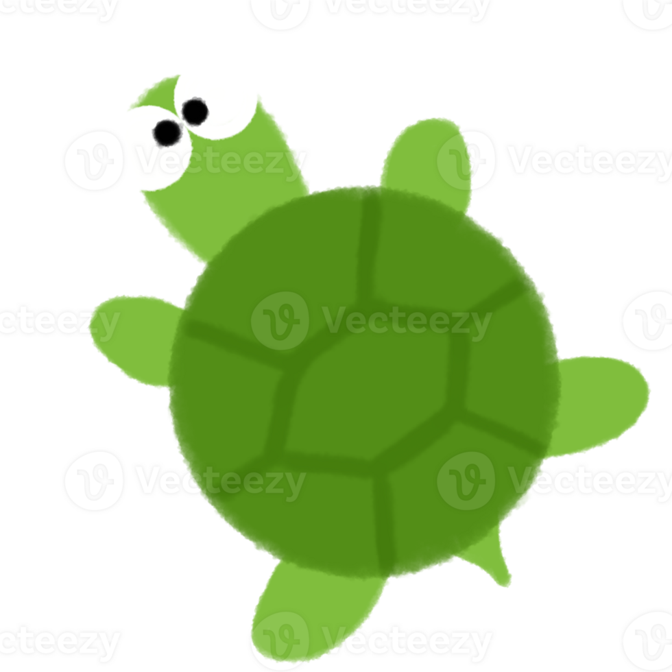 cartoon turtle illustration png