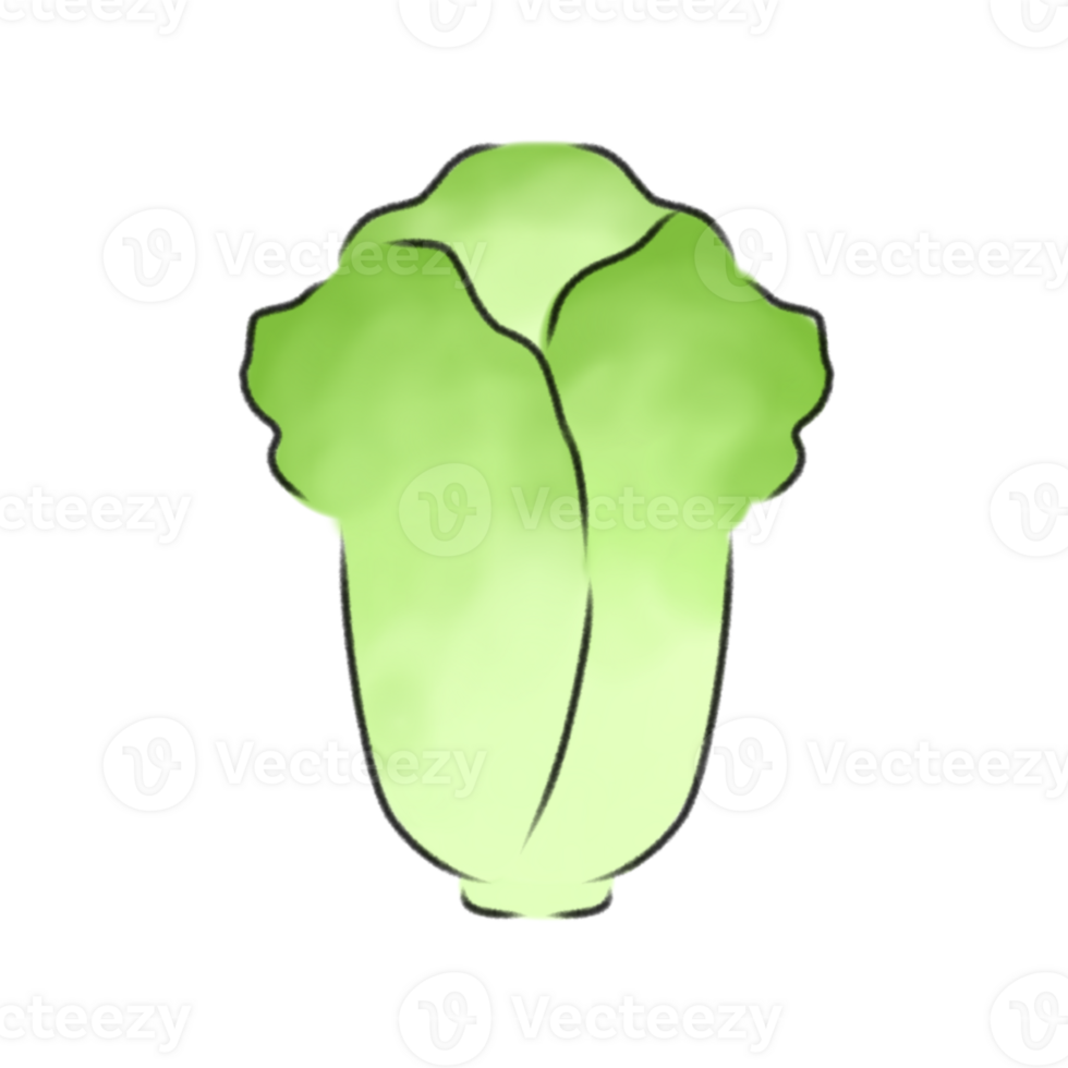 Chinese cabbage cartoon png