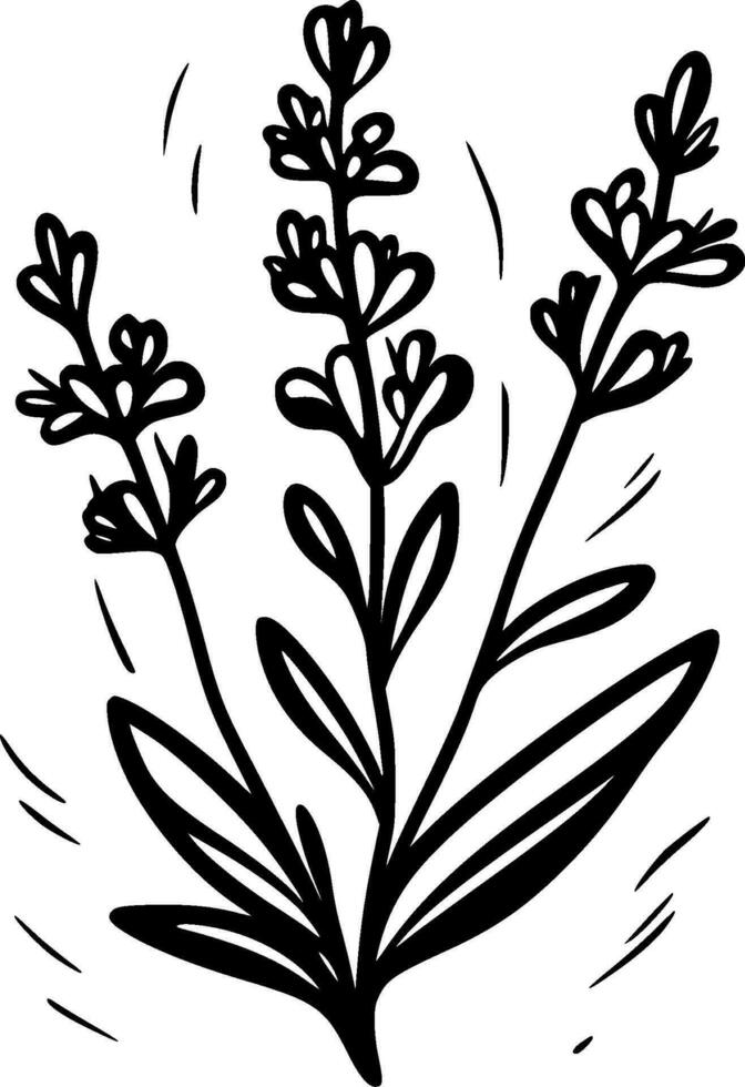 Lavender, Black and White Vector illustration