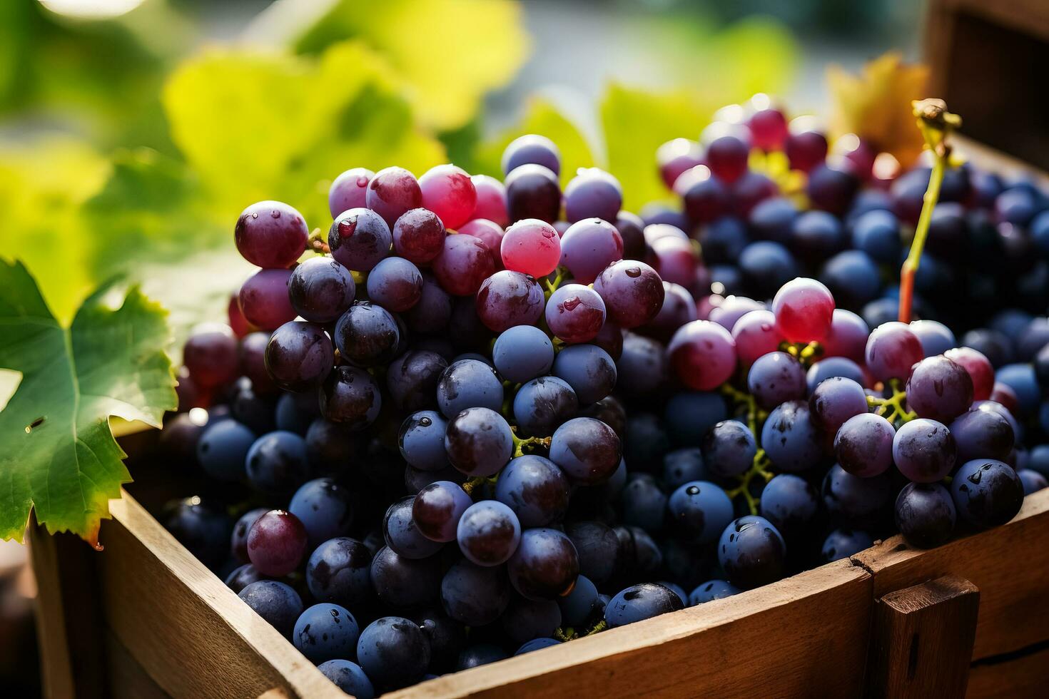 Vibrant organic grapes in autumn tray market agriculture farm background top view photo