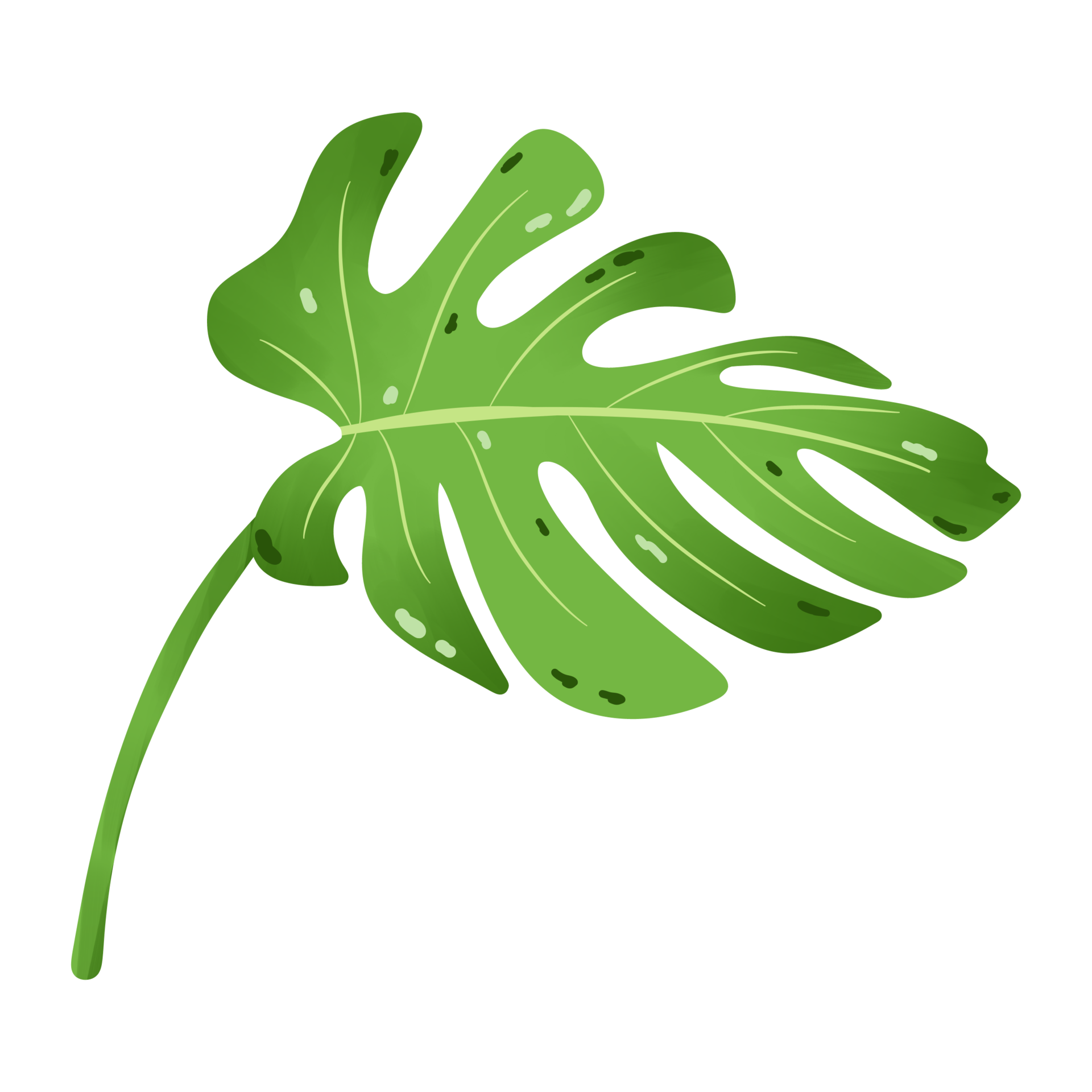 big-leaves-green-monstera-leaf-tropical-illustration-27228886-png