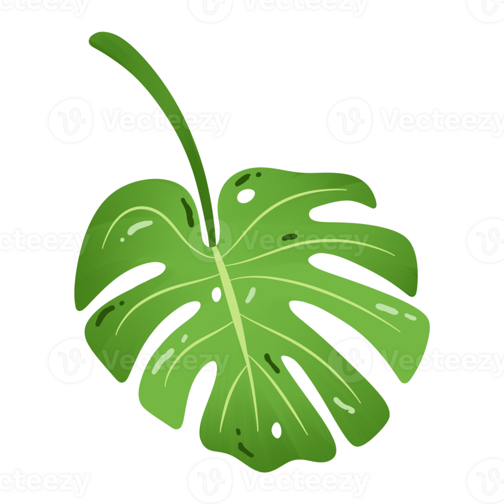Hand drawn monstera leave green exotic palm png