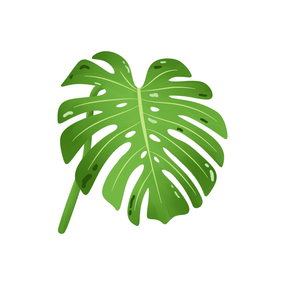 Tropical monstera leaf philodendron hand drawn png