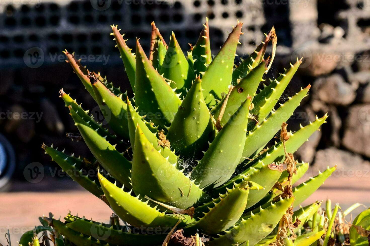 a close up of an aloe vera plant photo