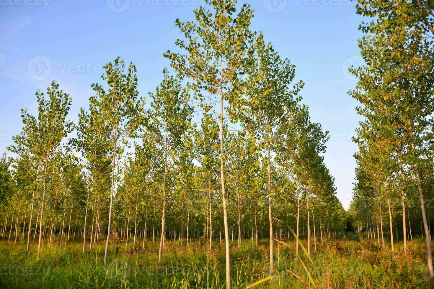 a row of trees in a field with green grass photo
