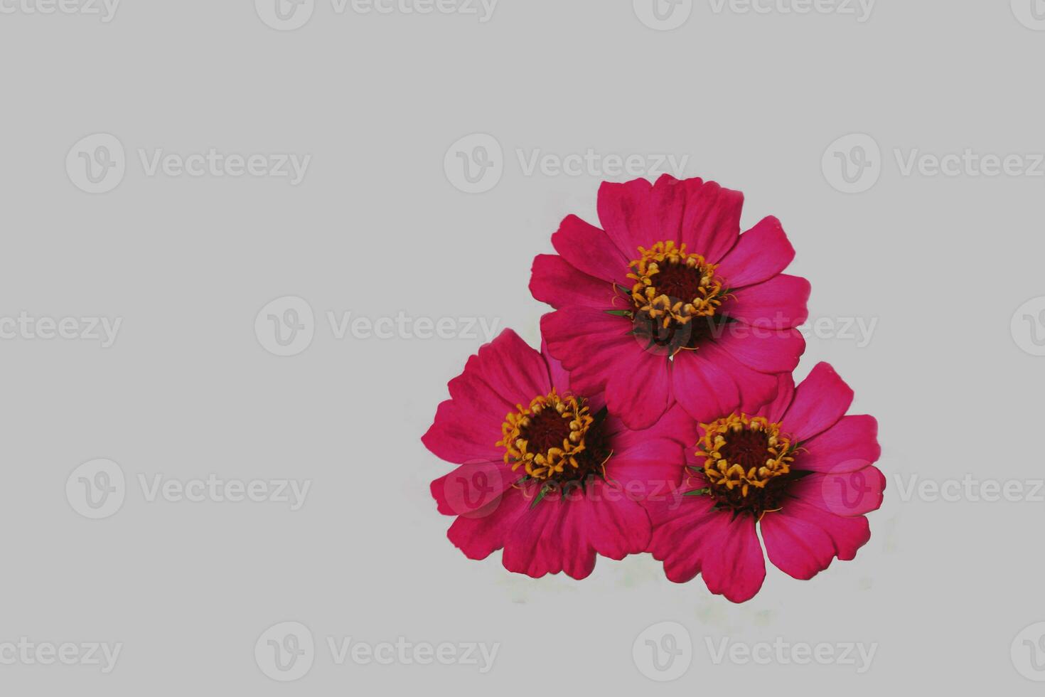 Zinnia flower isolate on white background photo