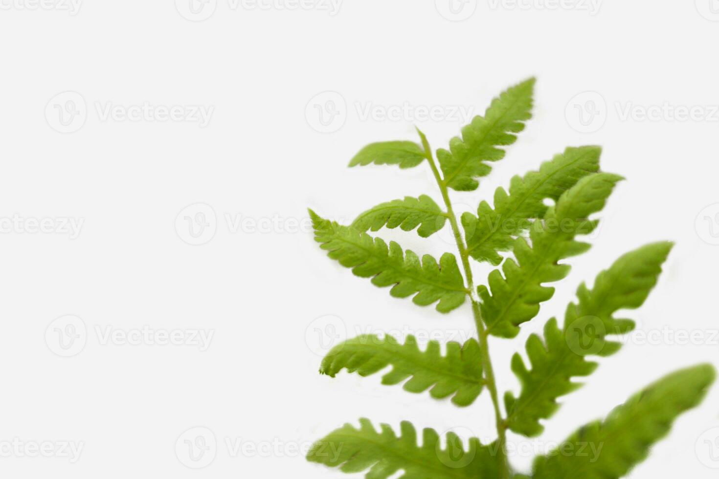 Green leaf texture. Green leaves isolated on white background. Plants with green leaves. photo