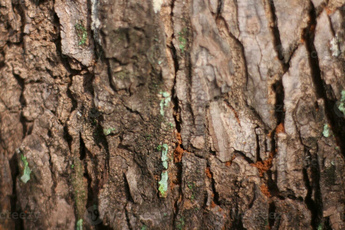 antiguo árbol ladrar textura y muy fuerte. foto