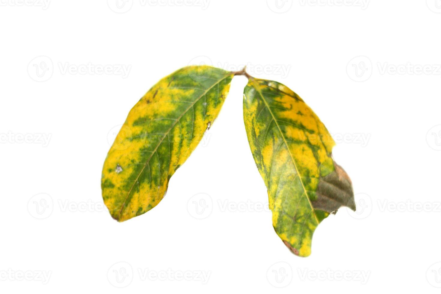 dried rambutan leaves with isolated white. photo
