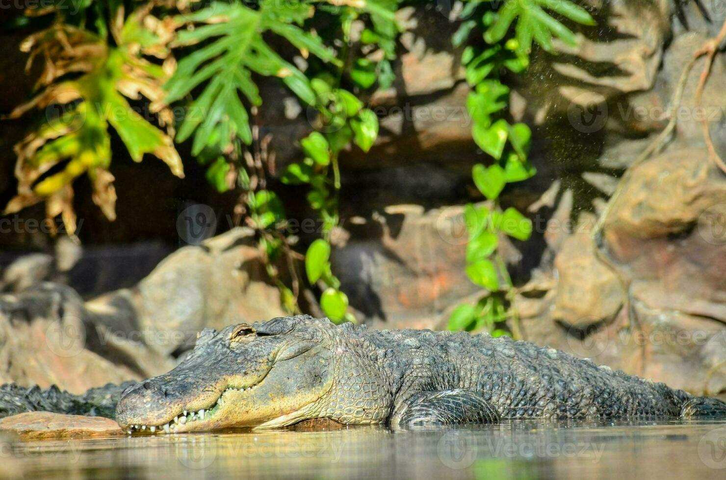 an alligator is resting in the water near some rocks photo