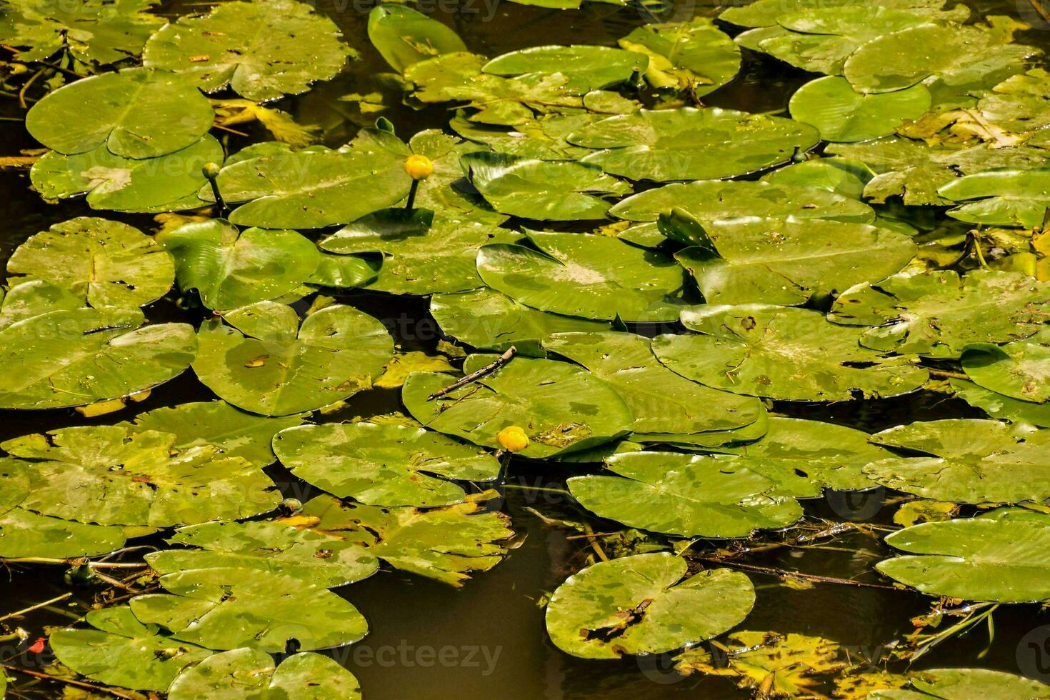a large group of water lillies in a pond photo