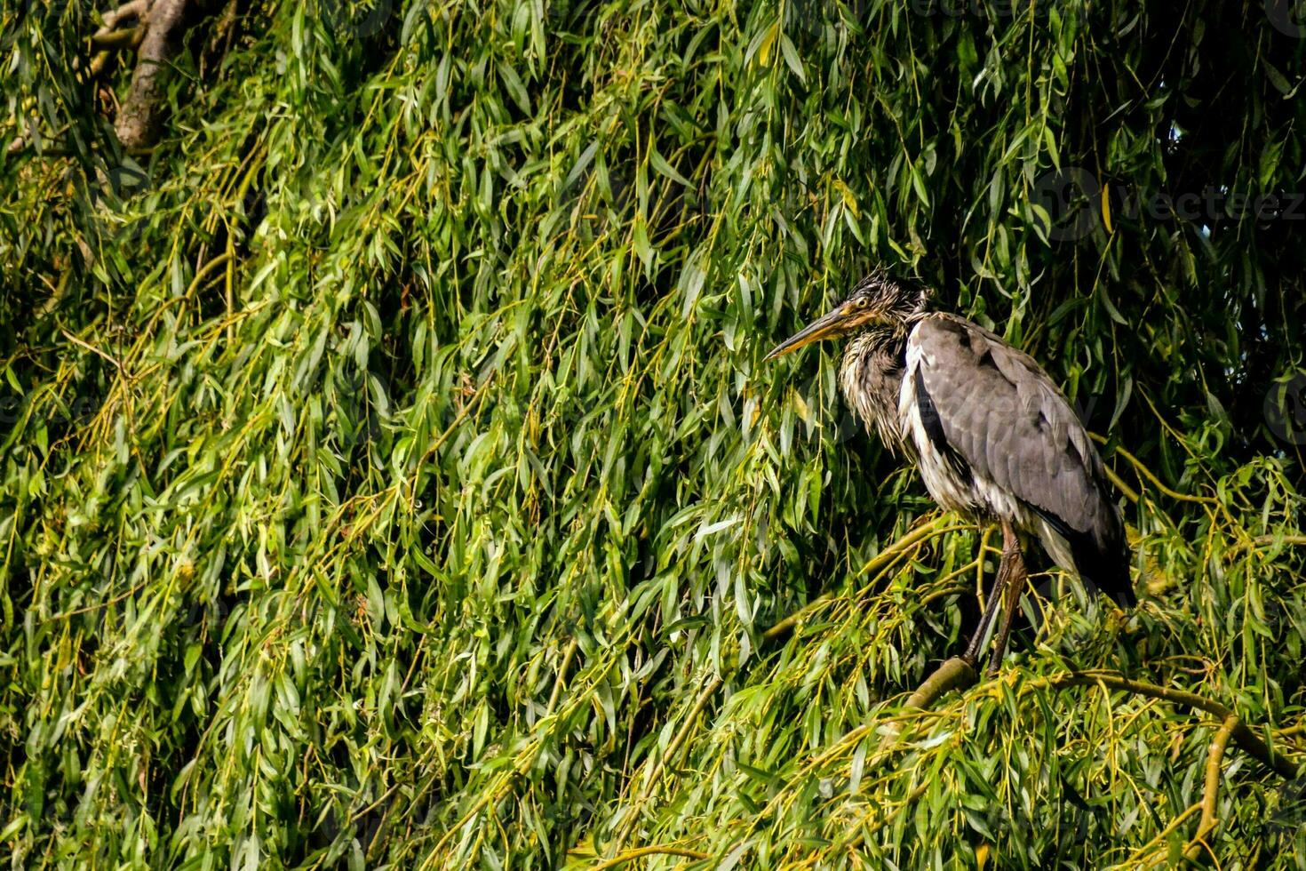 a heron is perched on a branch in a willow tree photo
