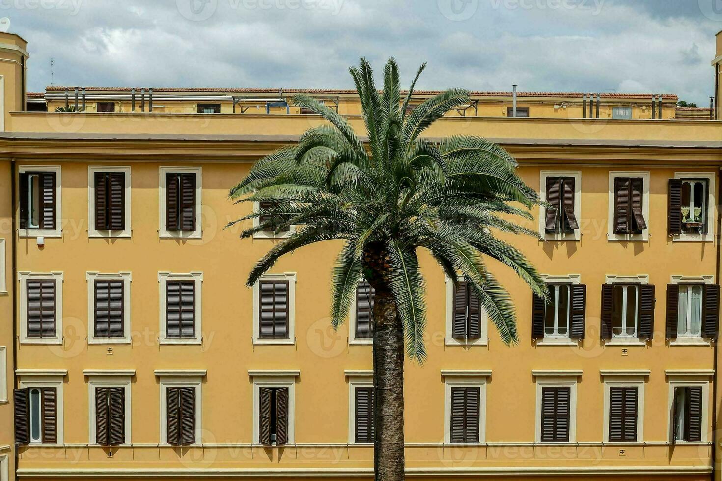 a palm tree in front of a building with a yellow facade photo