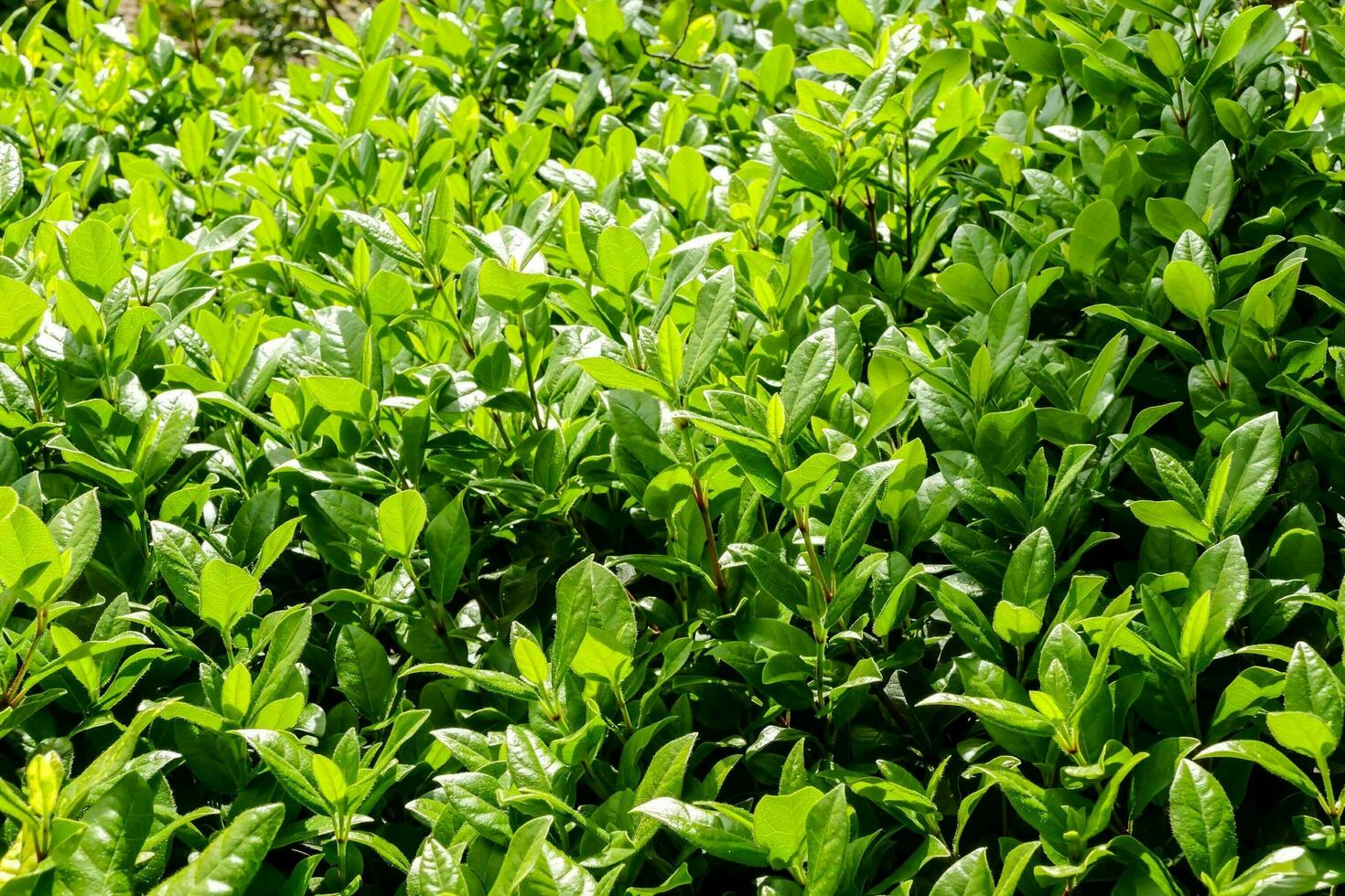 a bush of green leaves with a small bush of flowers photo