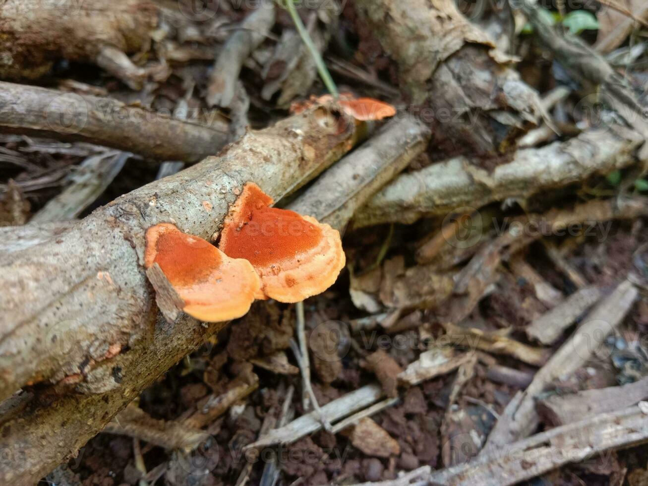 asiático hongos ese son comenzando a seco afuera, dando ellos un naranja color. vegetal ostra seta foto