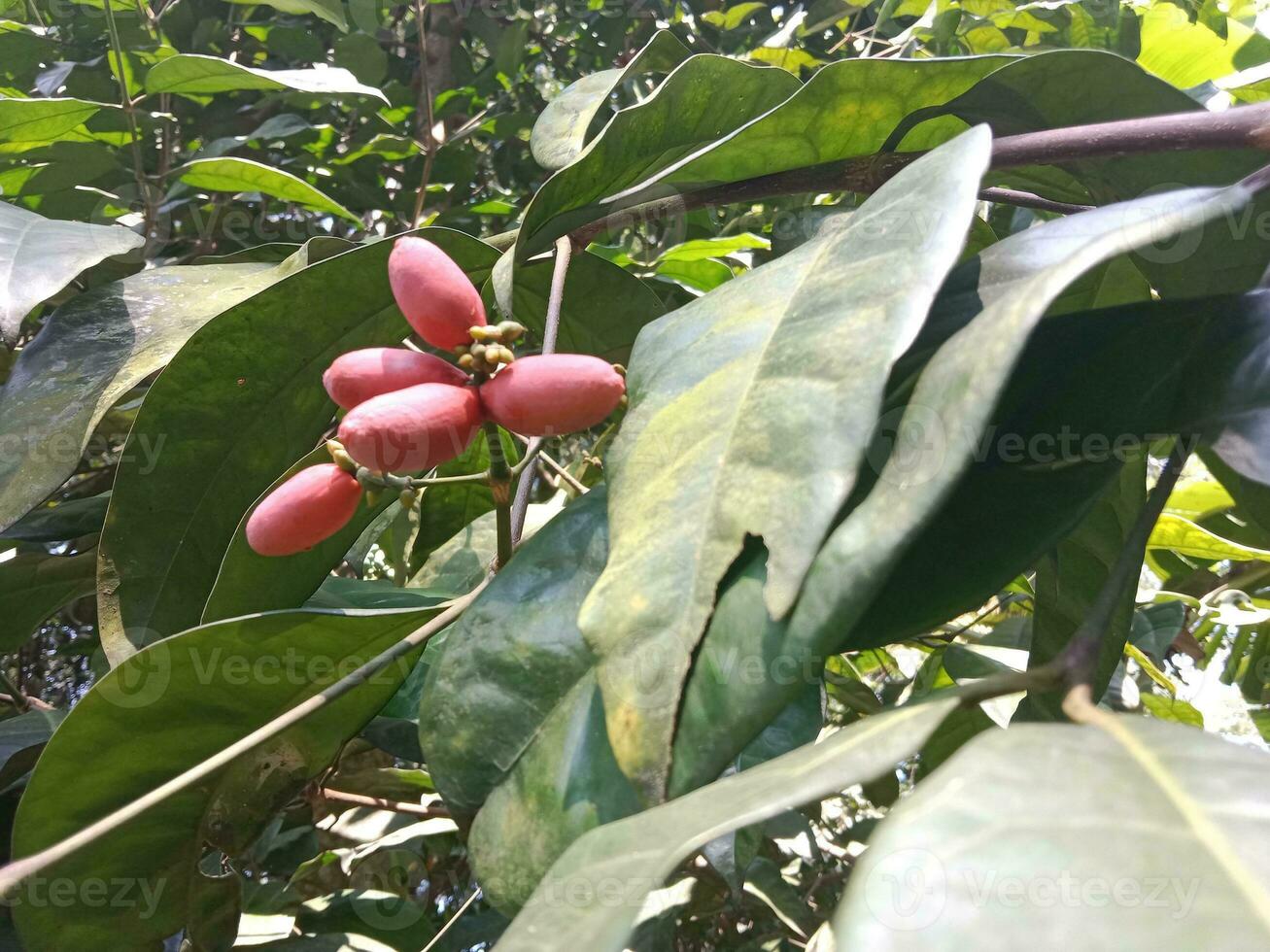 5 red ripe mlinjo pods, an Asian plant species can be used as a vegetable or snack. photo