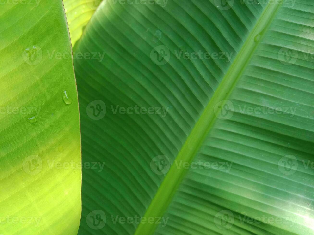 plátano hoja fondo, encantador verde. para el propósitos de comida diseño fondos de pantalla, orgánico bebidas foto