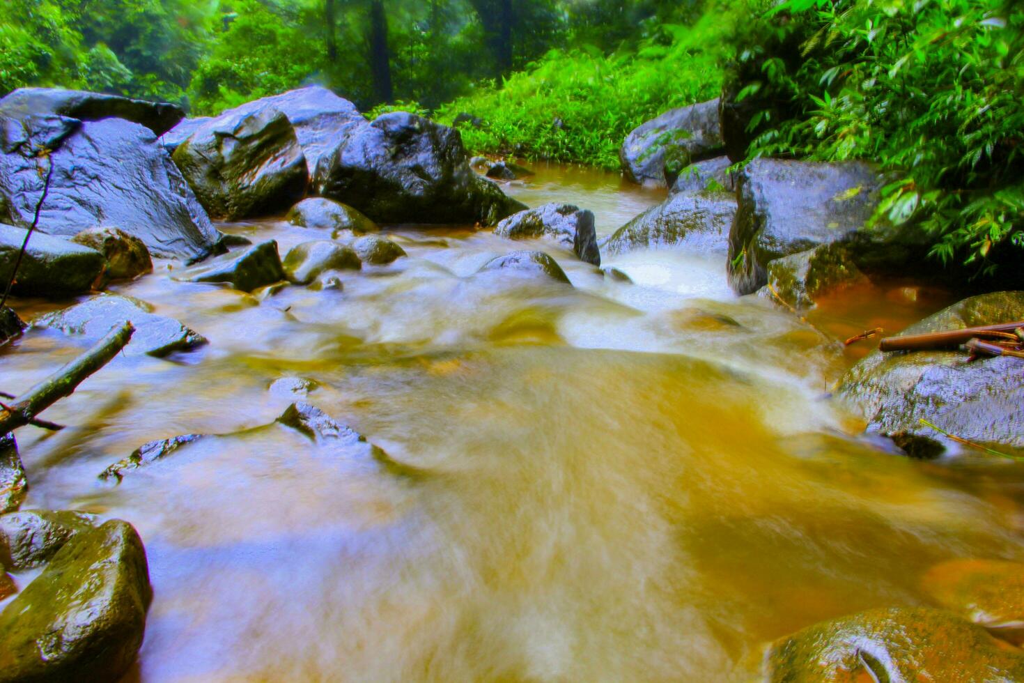 river in the forest. stream in the forest. river in the tropic forest photo