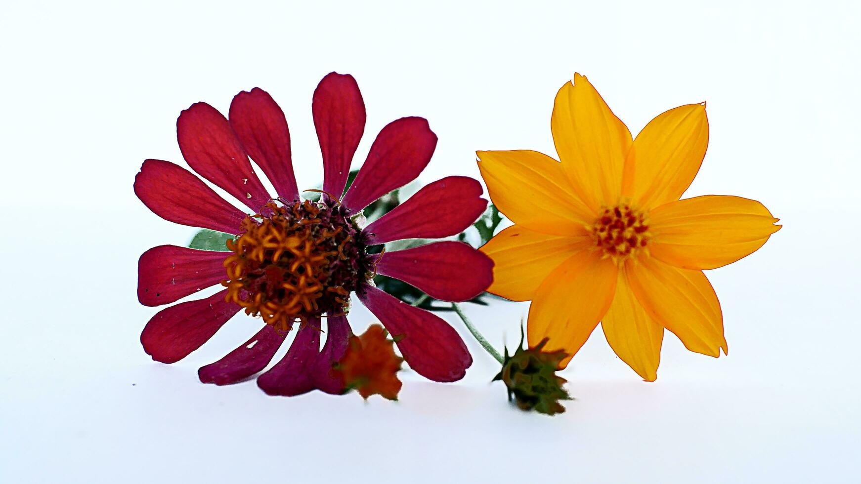 Beautiful flower on a white background photo