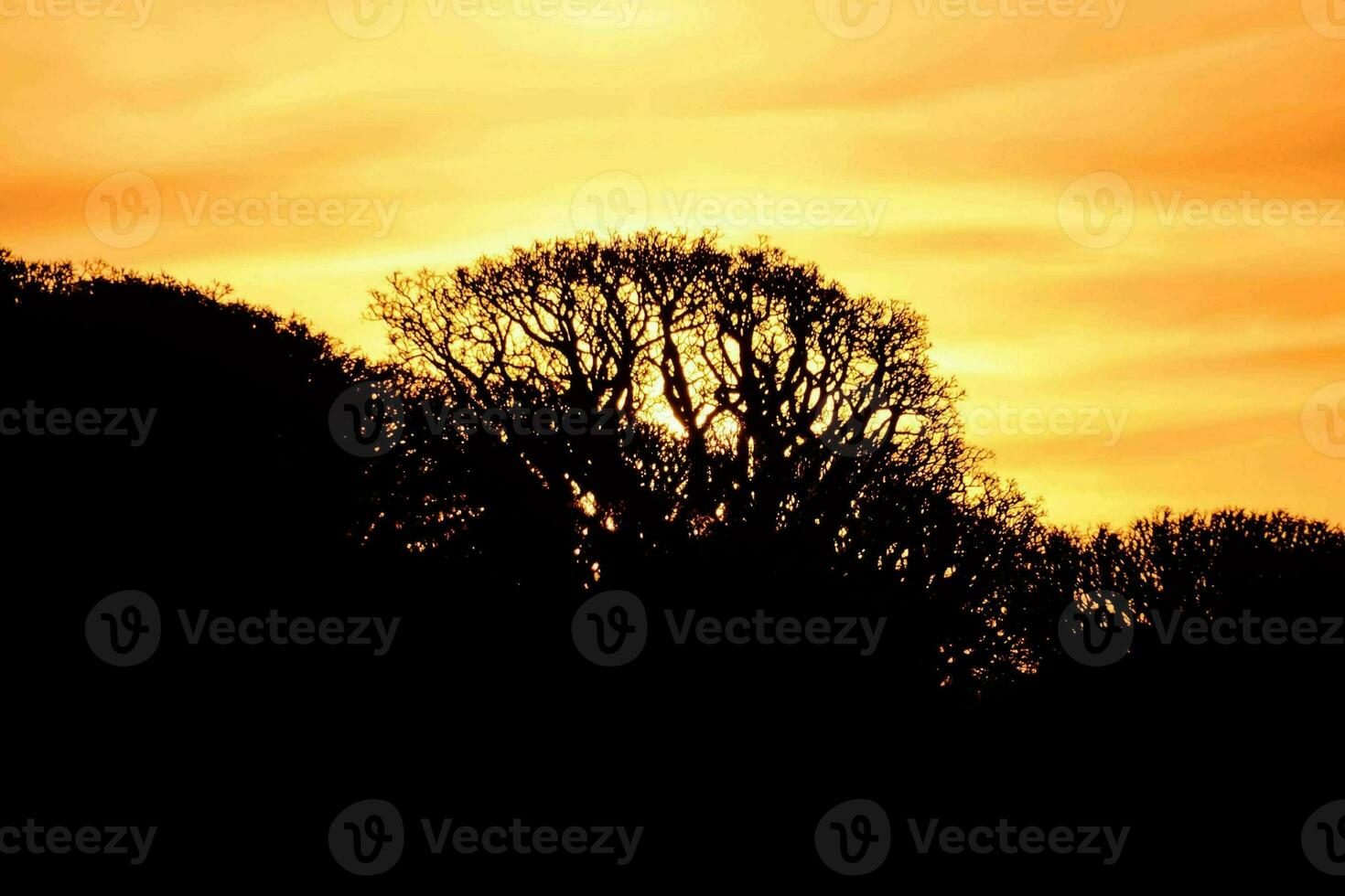 the sun sets behind trees in the background photo