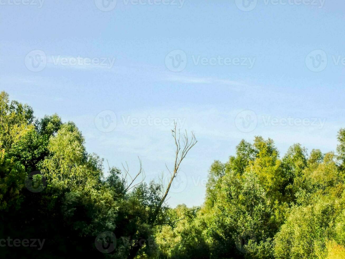 a view of trees and sky photo