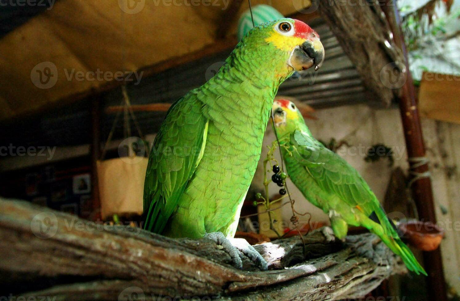 two green parrots sitting on a branch in a cage photo