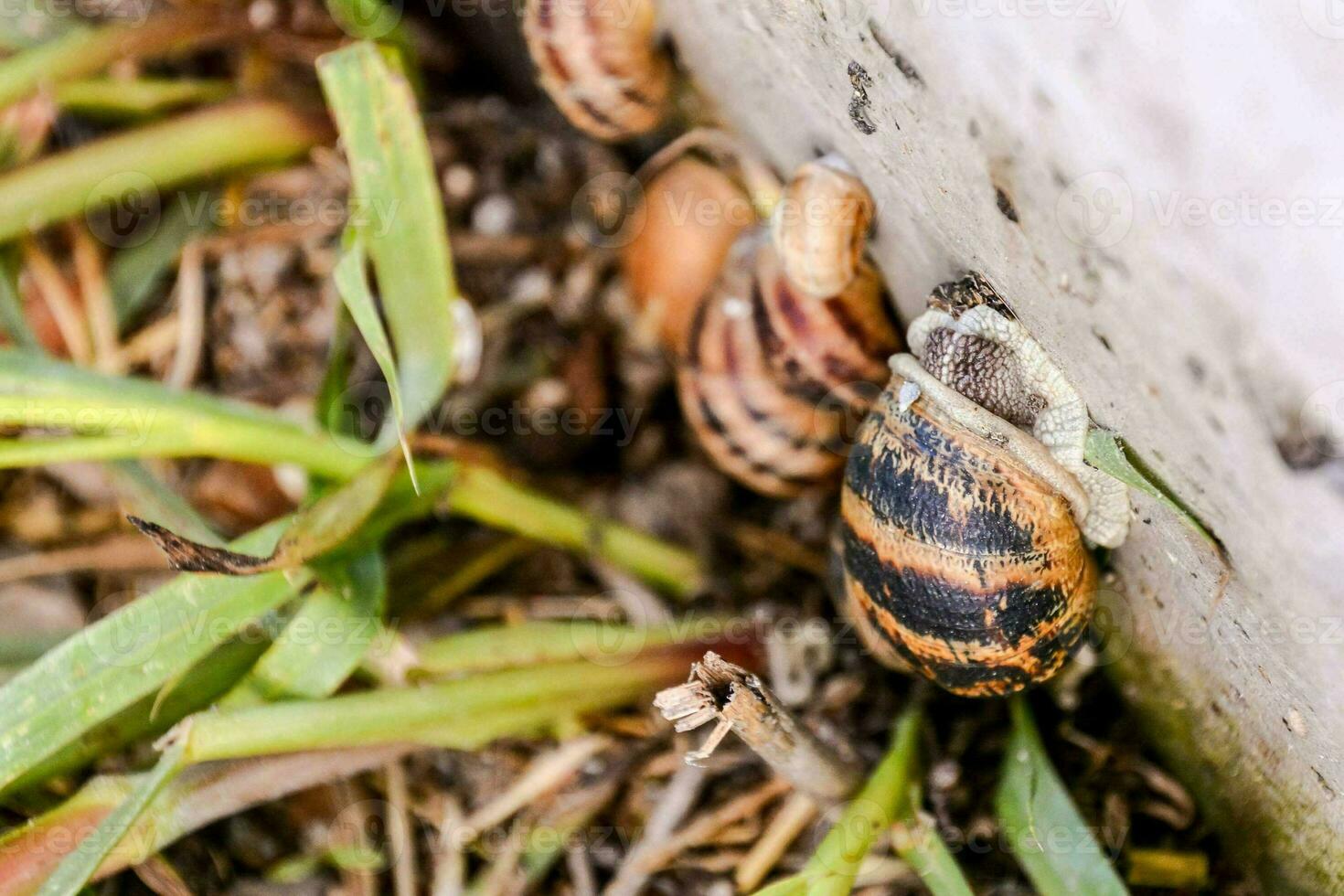 snails crawling on a wall photo