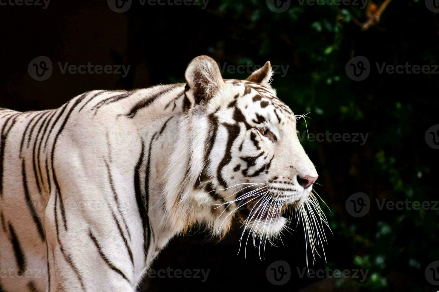 a white tiger with black stripes walking in the zoo photo