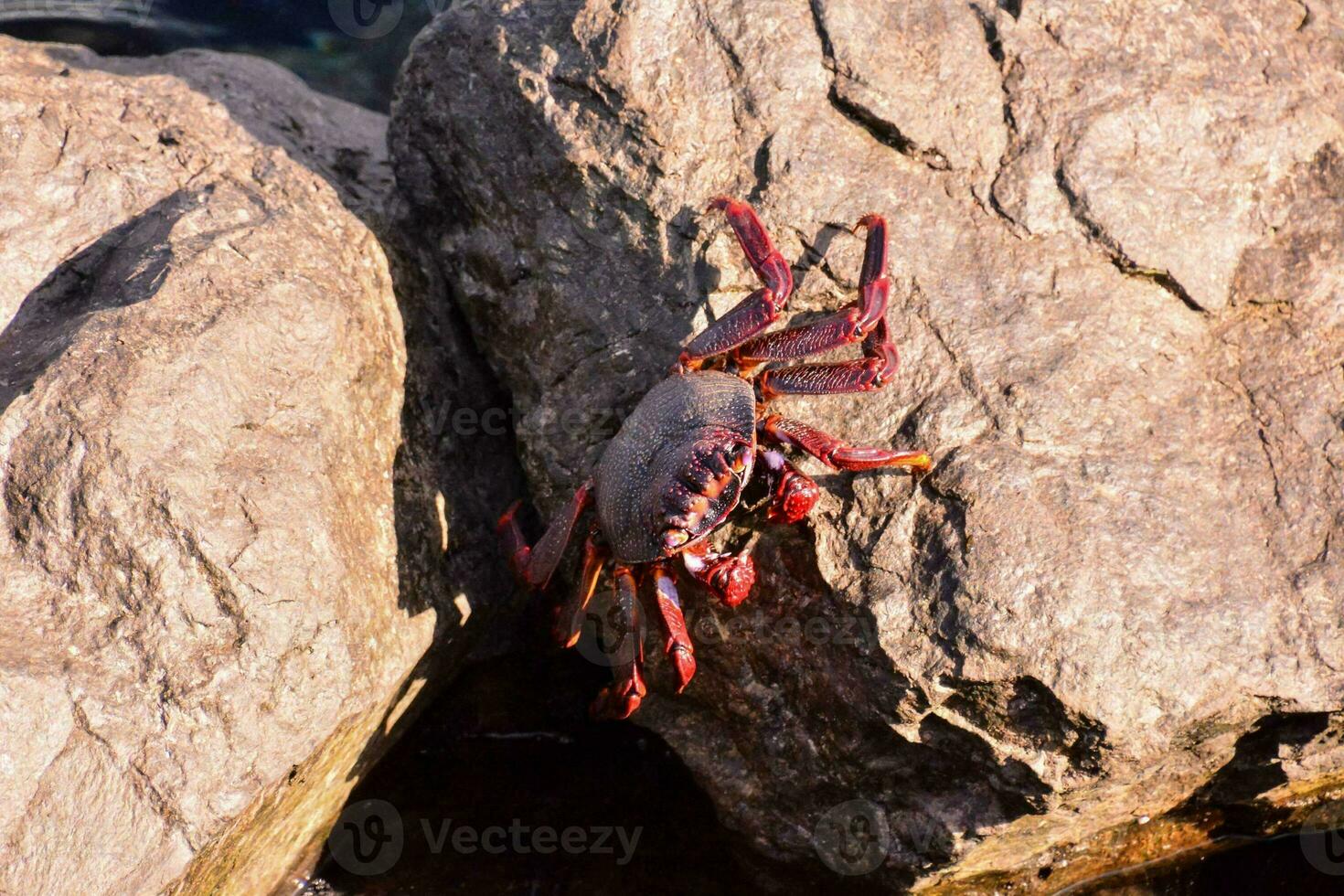 a crab on a rock in the ocean1 photo
