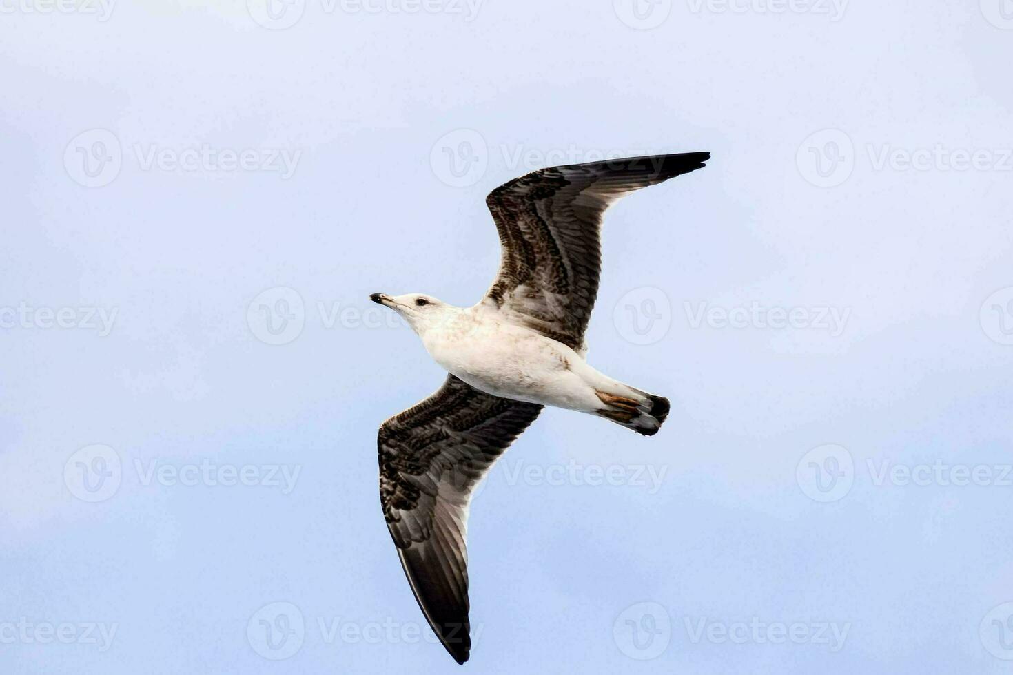 a seagull flying in the sky photo