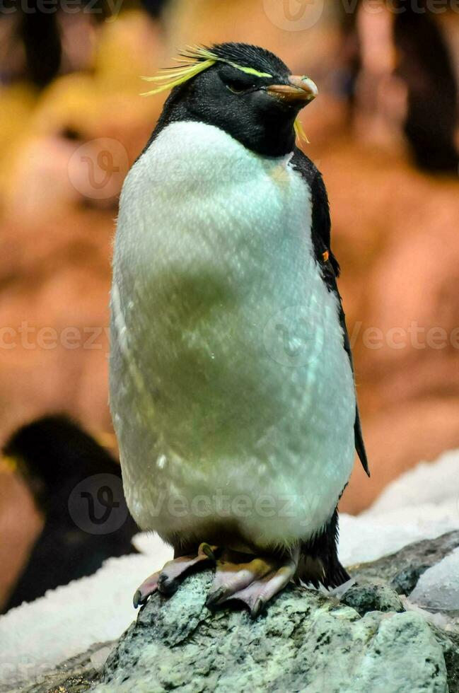 a penguin with yellow feathers sitting on a rock photo