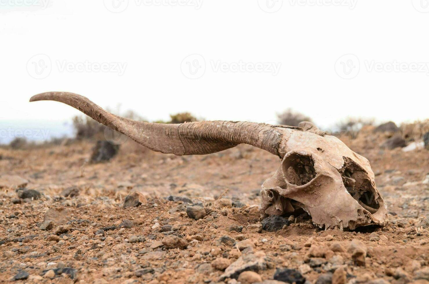 a skull laying in the dirt photo