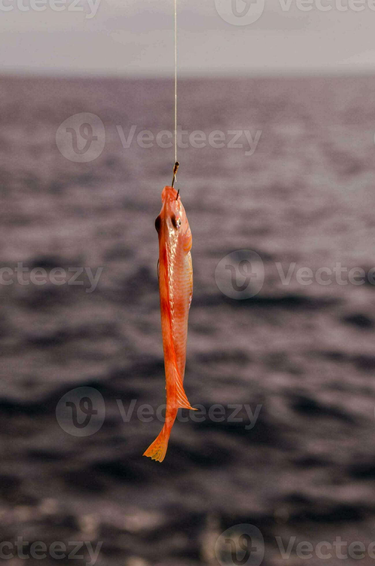 a fish is hanging from a fishing line 27232060 Stock Photo at Vecteezy