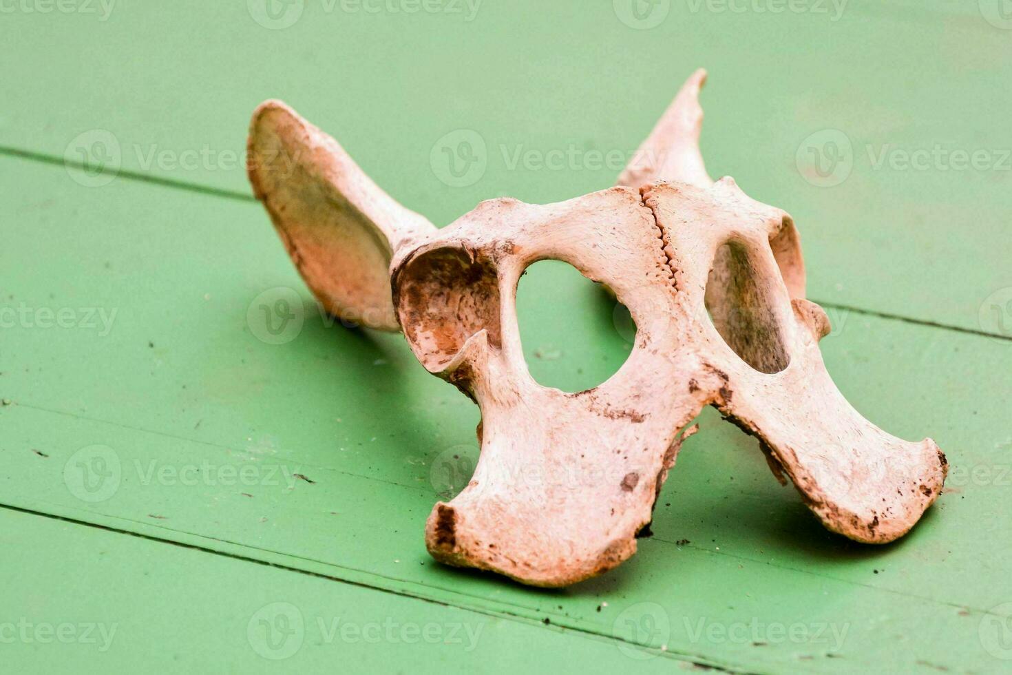 a ram skull on a green table photo