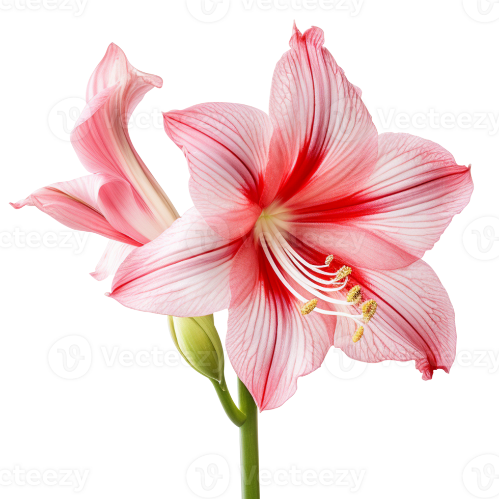 Amaryllis flower amaryllis png amaryllis flower png amaryllis transparent background ai generated